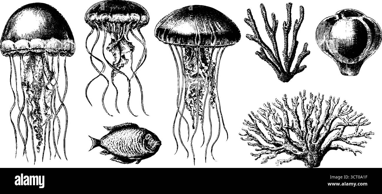 Set di meduse e coralli incisi d'epoca per gli appassionati di mare e i progetti naturalistici. Illustrazione Vettoriale