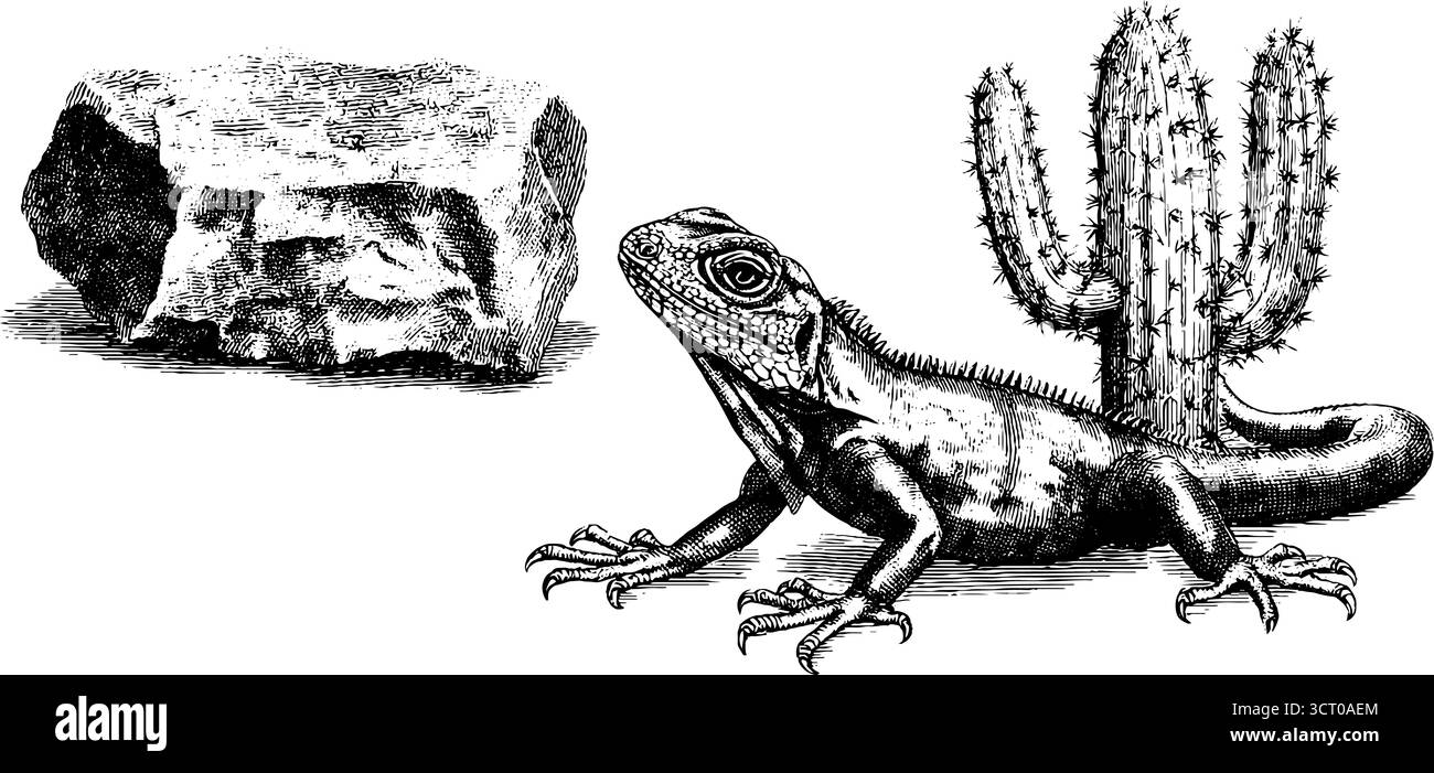 Set illustrativo vintage con incisioni di iguana e cactus. Illustrazione Vettoriale