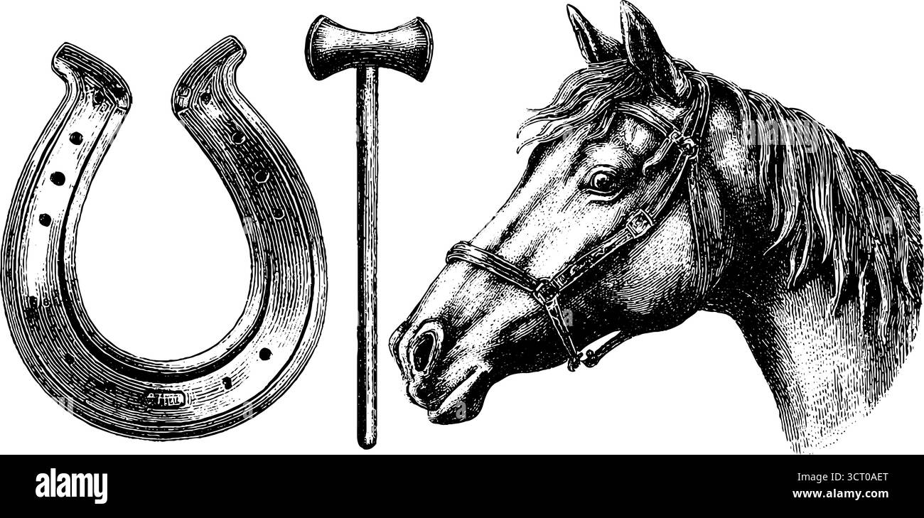 Collezione d'incisione vintage di teste di cavallo e attrezzatura equestre per l'uso di design. Illustrazione Vettoriale