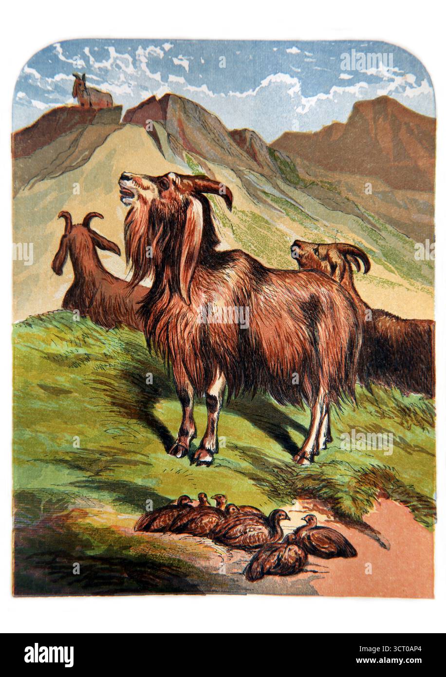 Illustrazione dipinta a mano di capre e quaglie - Quaglie usate per cibo e capre per sacrificio e piede quando gli Israeliti erano nel XIX secolo Wilderness Foto Stock