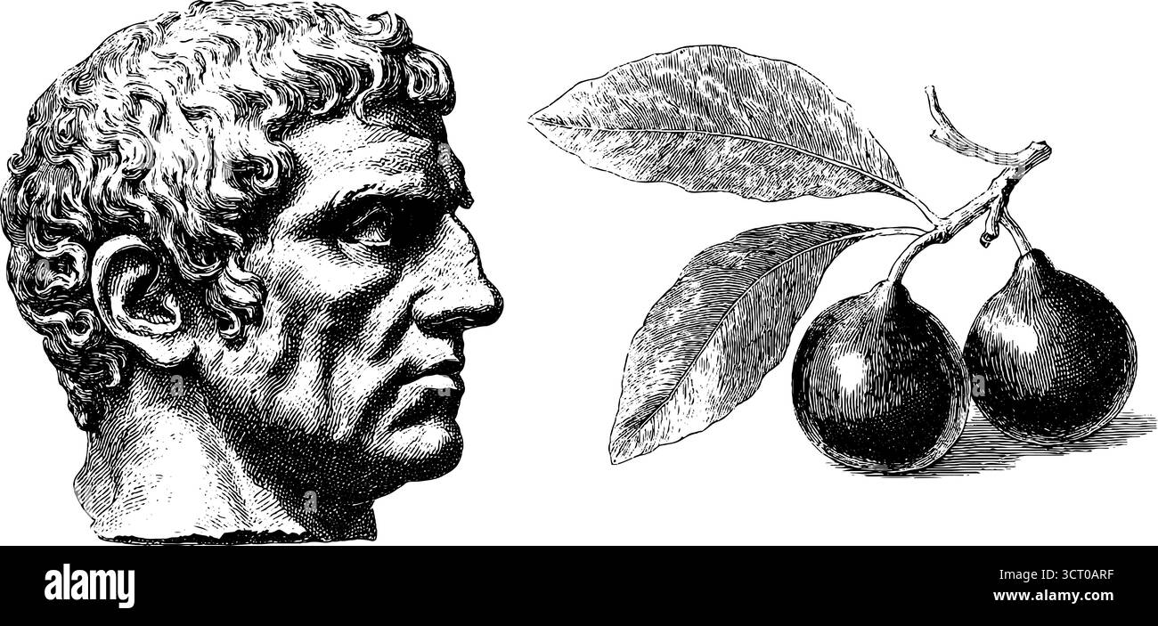 Busto in marmo vintage e incisione con set di fichi per un design retrò. Illustrazione Vettoriale