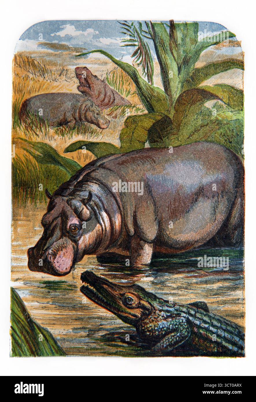 Illustrazione dipinta a mano di Ippopotamo e il coccodrillo i mostri del Nilo menzionati nella Bibbia letture pittoriche domenicali del XIX secolo di Foto Stock