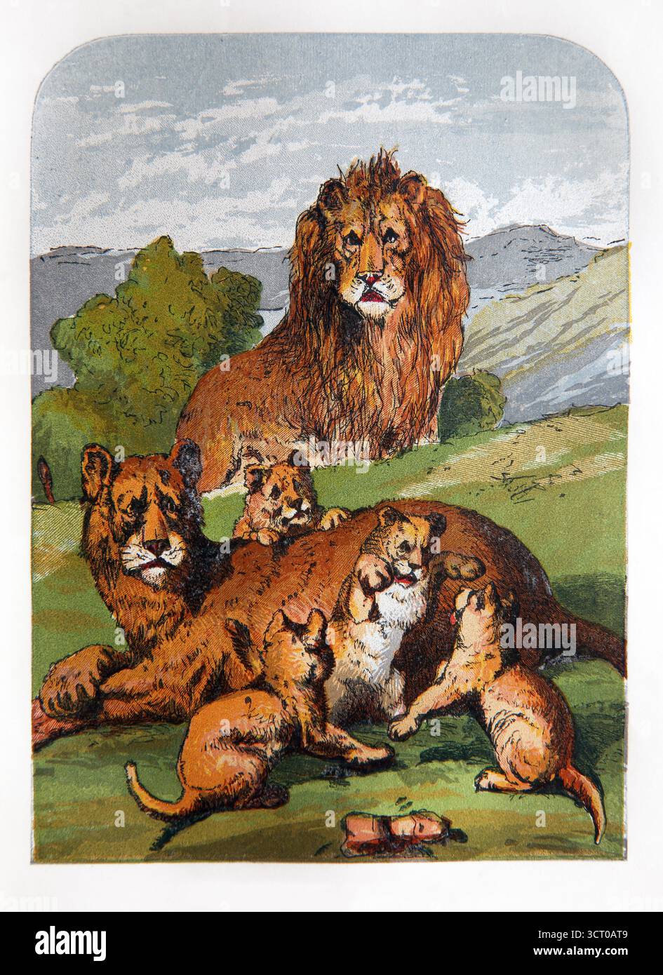 Illustrazione di leoni e cubi menzionati nell'Antico Testamento come uno dei tanti animali selvatici contro cui gli israeliani dovevano proteggersi Foto Stock
