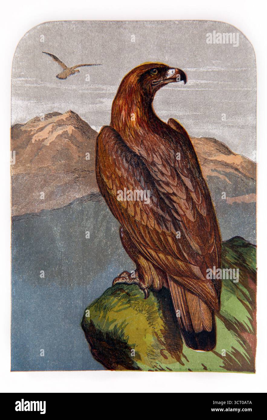 Illustrazione dipinta a mano di un'aquila menzionata nell'Antico Testamento 19th Century Sunday Pictorial Reading del reverendo William Owen volume One Foto Stock