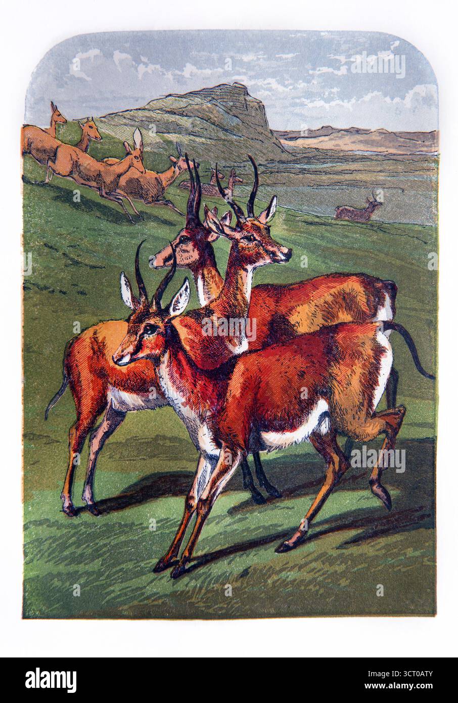 Illustrazione dipinta a mano degli animali Antelope nella Bibbia letture pittoriche domenicali del XIX secolo del reverendo William Owen volume 1 Foto Stock
