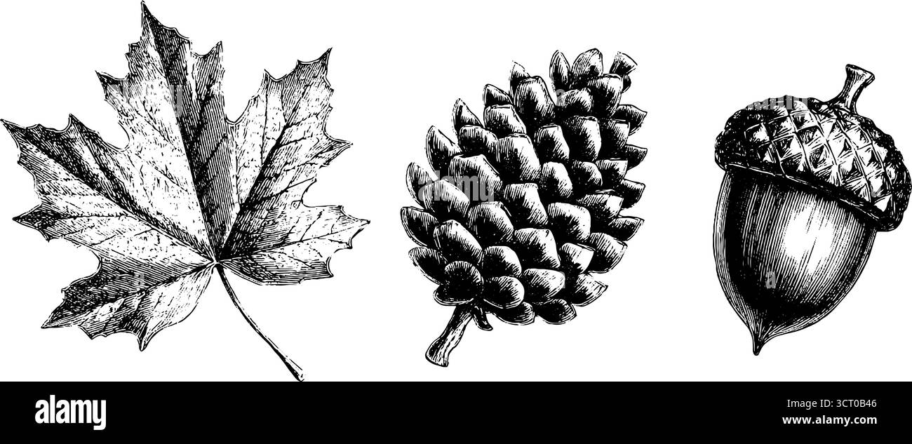 Collezione di illustrazioni incise di foglie d'acero, cono di pino e ghianda per progetti di design. Illustrazione Vettoriale