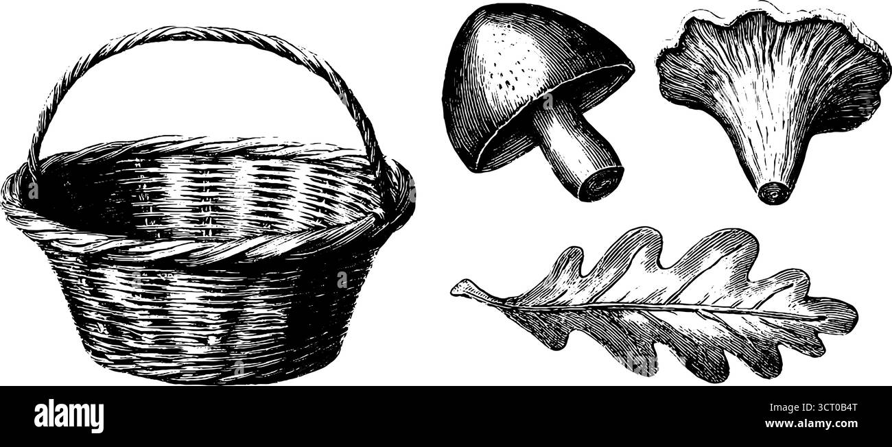 Collezione d'incisione vintage di foglie di quercia, funghi e schizzo di cesto per un design retrò. Illustrazione Vettoriale
