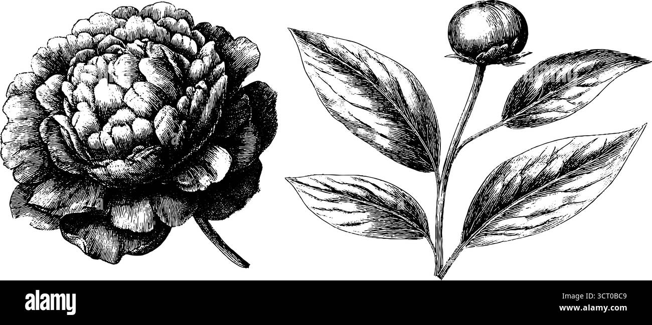 Incisione vintage di fiori di peonia e fogliame per un design botanico. Illustrazione Vettoriale