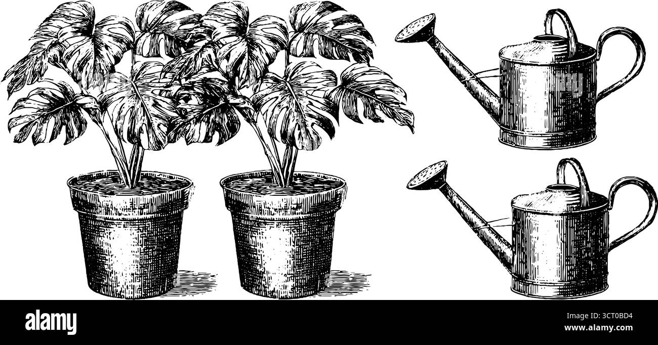 Set inciso di piante di monstera in vaso e lattine da irrigazione per un design botanico retrò. Illustrazione Vettoriale