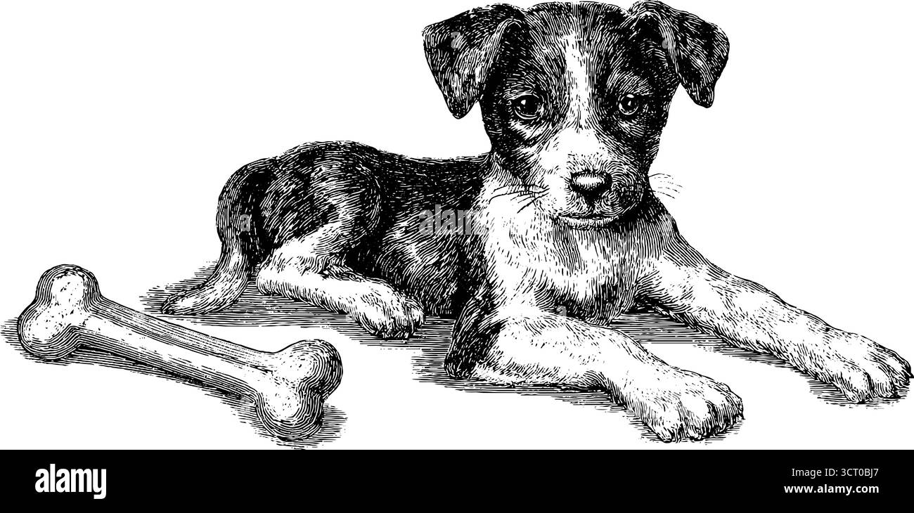 Set di illustrazioni incise di cucciolo e osso giocattolo per un design retrò. Illustrazione Vettoriale