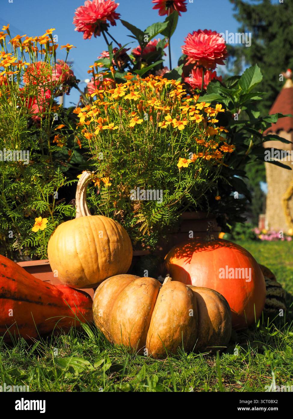 Composizione autunnale a strati verticali con zucche e fiori colorati disposti su tre livelli Foto Stock