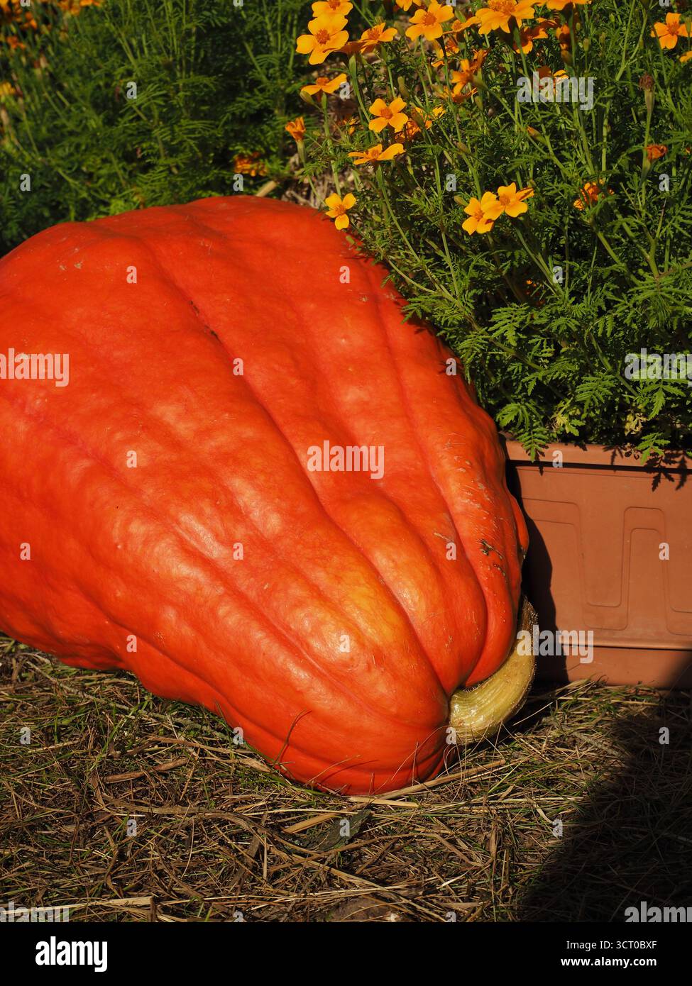 Grande zucca allungata rossa-arancio scuro con vaso di fiori per la decorazione della raccolta autunnale Foto Stock