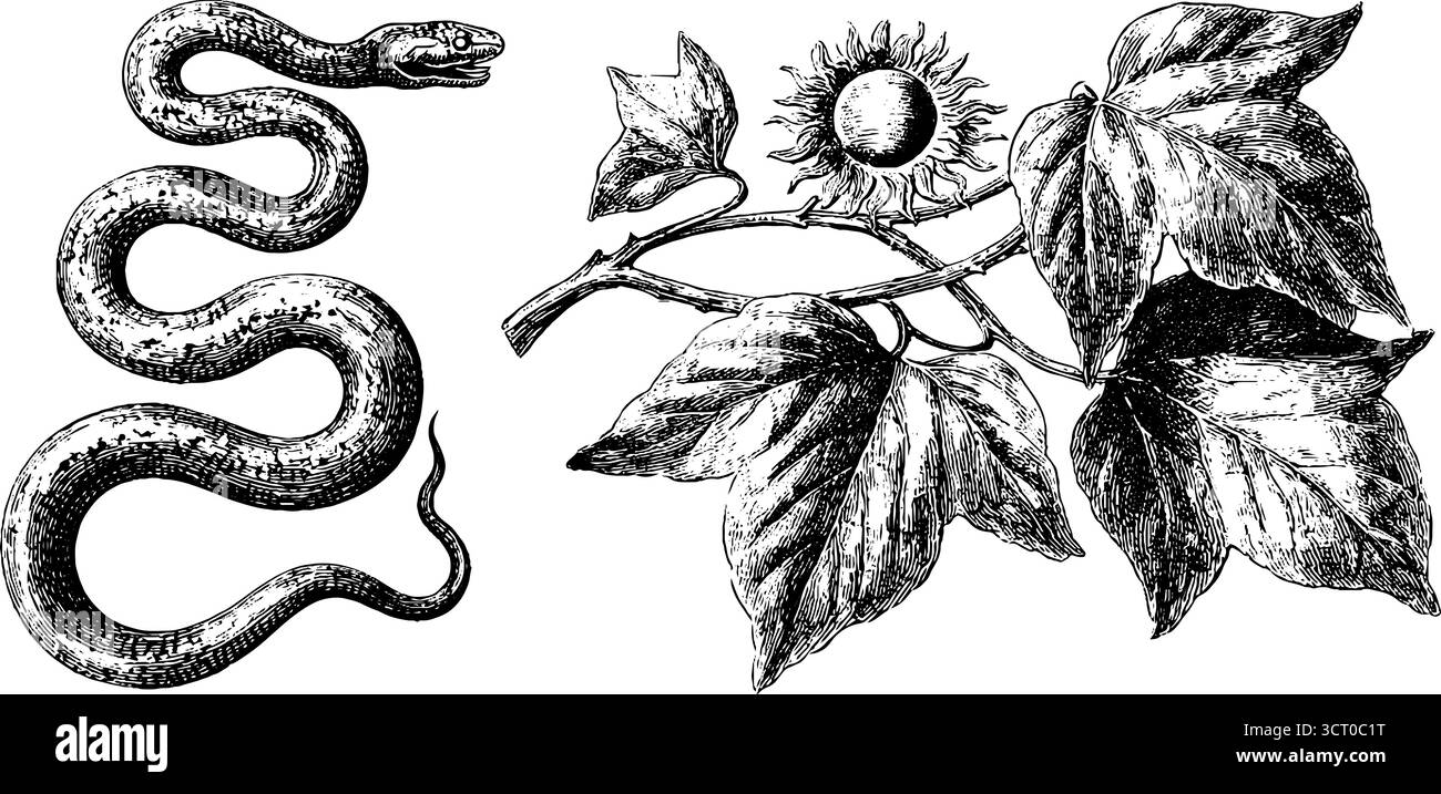 Serie di illustrazioni incise con simboli serpenti e solari per un design retrò. Illustrazione Vettoriale