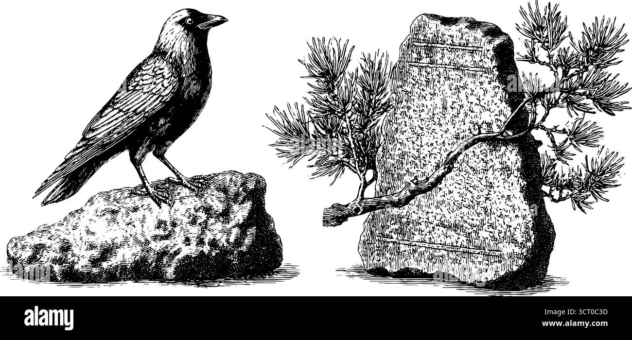 Set illustrativo vintage con pietre runiche incise con pino e corvo per un design retrò. Illustrazione Vettoriale