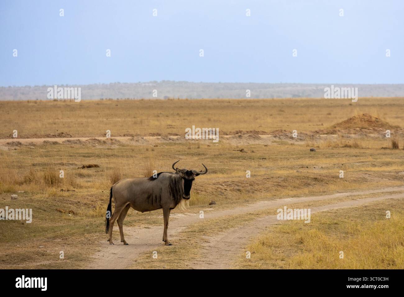 Il GNU blu (Connochaetes taurinus) si erge guardando direttamente la telecamera su una strada polverosa nel Parco Nazionale di Amboseli, Kenya Foto Stock