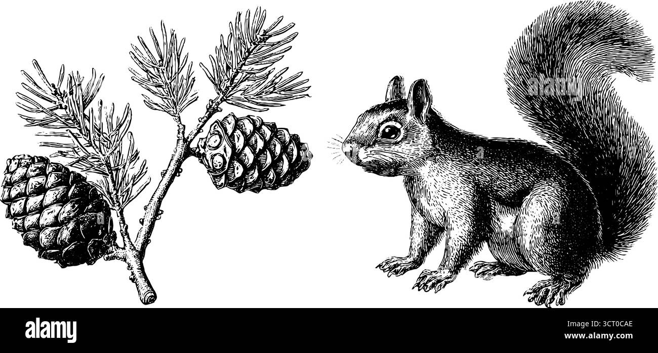 Set di illustrazioni vintage incise con coni di scoiattolo e pino per disegni a tema naturale. Illustrazione Vettoriale