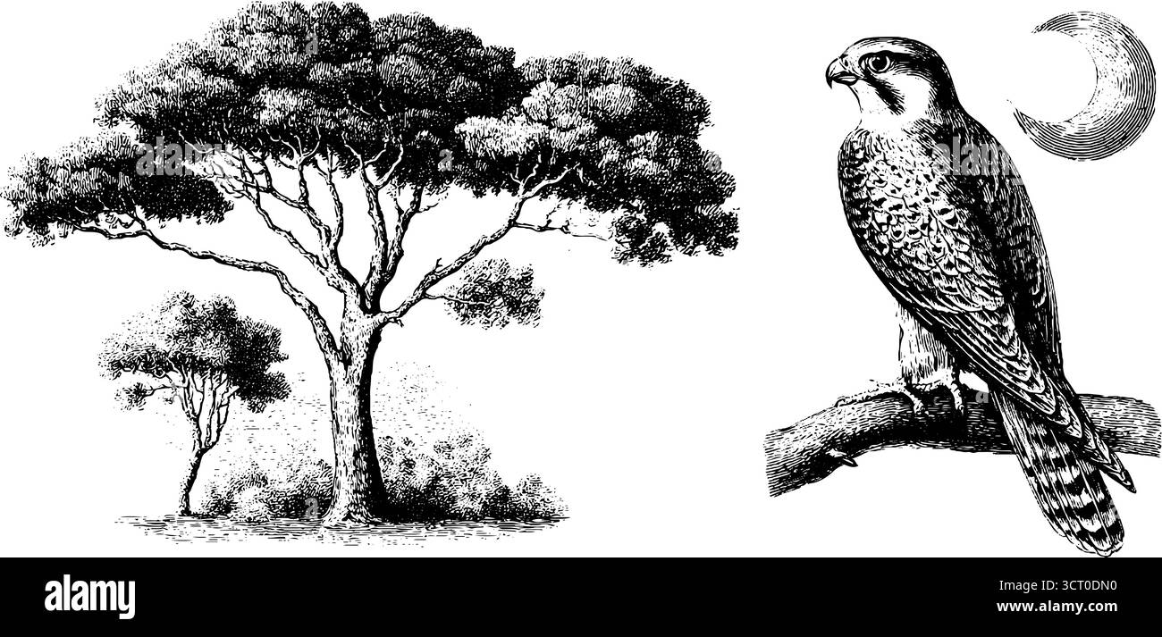 Falconeria nella foresta crepuscolare: Illustrazione incisa con falco e alberi per il design. Illustrazione Vettoriale