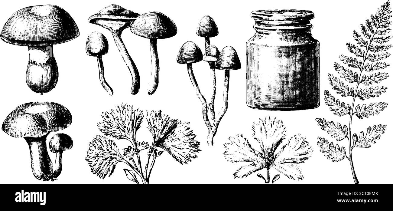 Incisione di funghi e piante a base di erbe per la progettazione botanica. Illustrazione Vettoriale