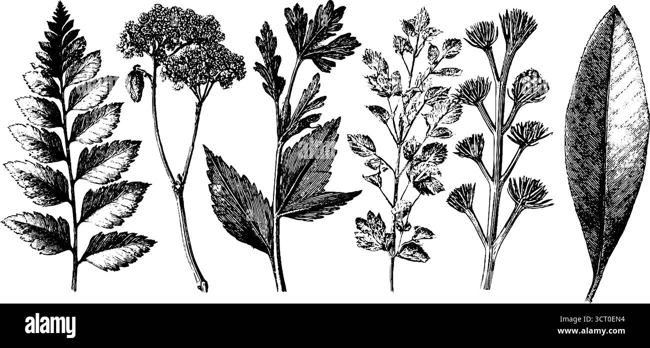 Raccolta dettagliata con incisione a erbario di campioni botanici pressati per la progettazione. Illustrazione Vettoriale