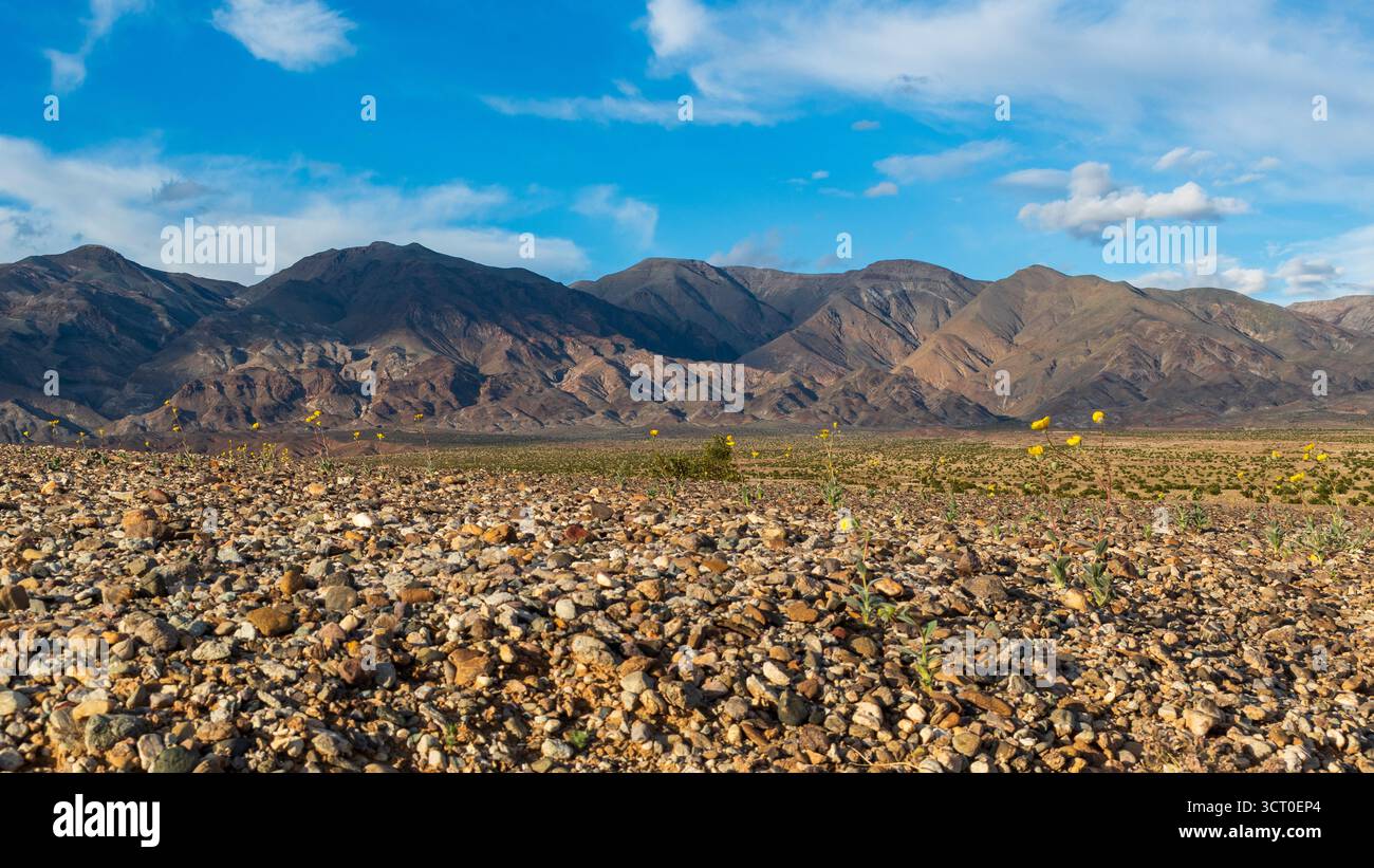 Luce serale del deserto su terreni rocciosi nel Death Valley National Park con arbusti robusti in un paesaggio arido. Foto Stock