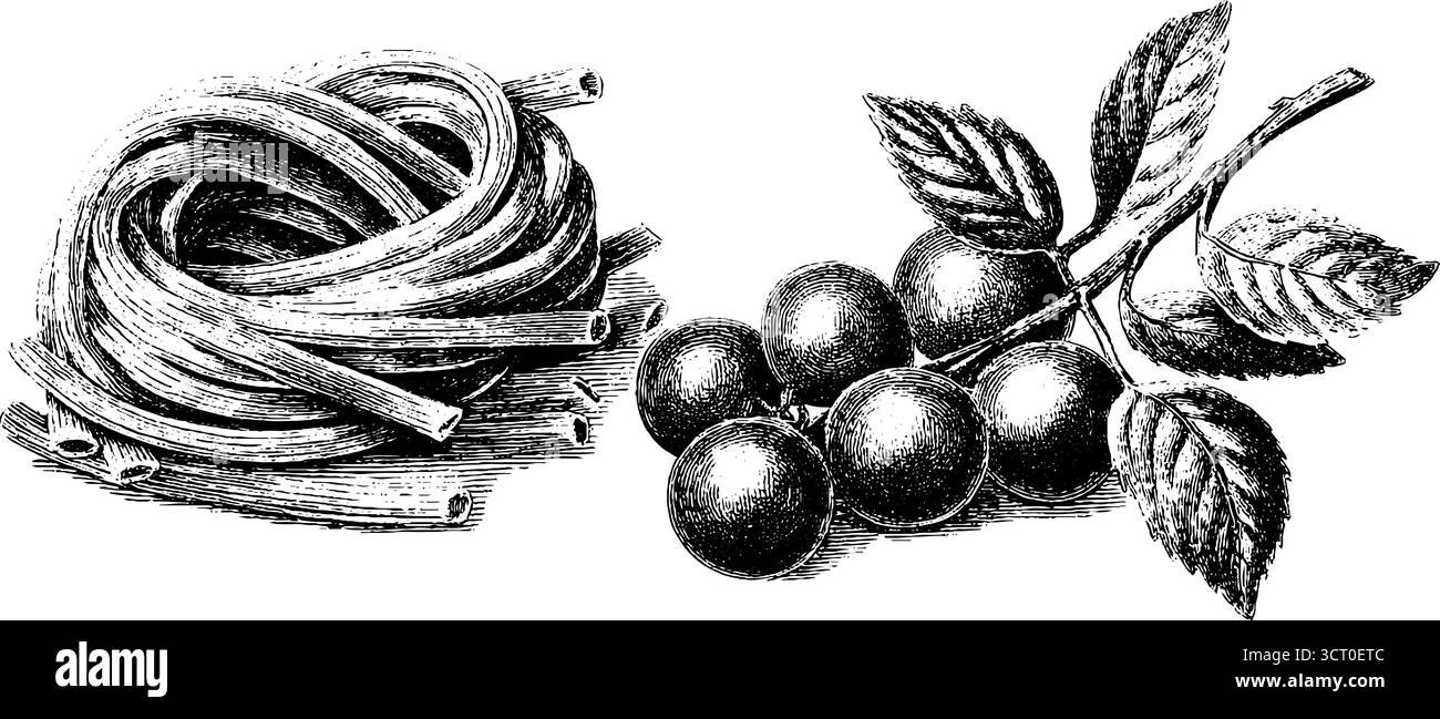 Set illustrativo della cucina italiana vintage con pasta e pomodori. Illustrazione Vettoriale