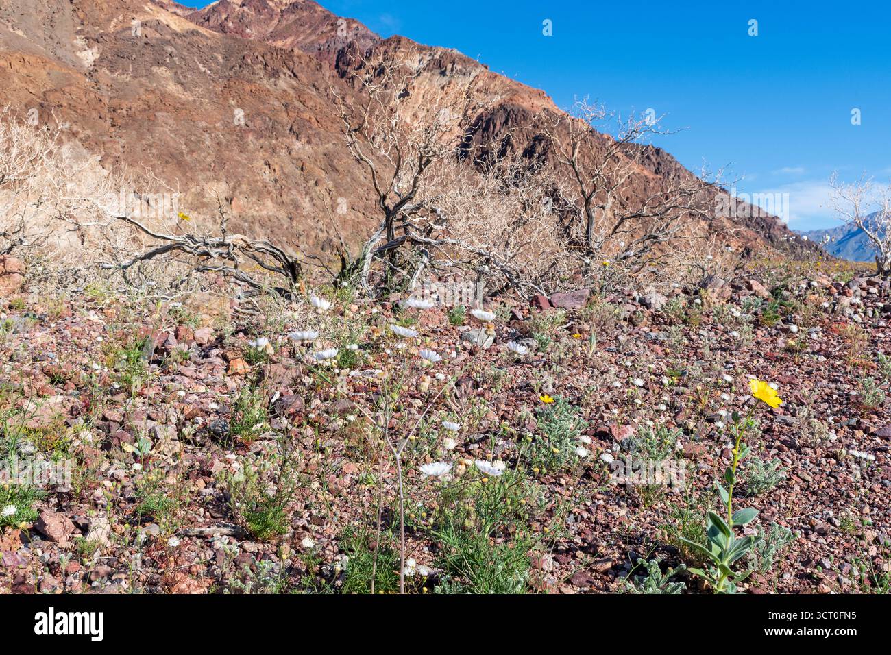 Vista ravvicinata del deserto nel Death Valley National Park con fiori selvatici, erbe e arbusti morti nel deserto contro il terreno roccioso e il cielo blu profondo. Foto Stock