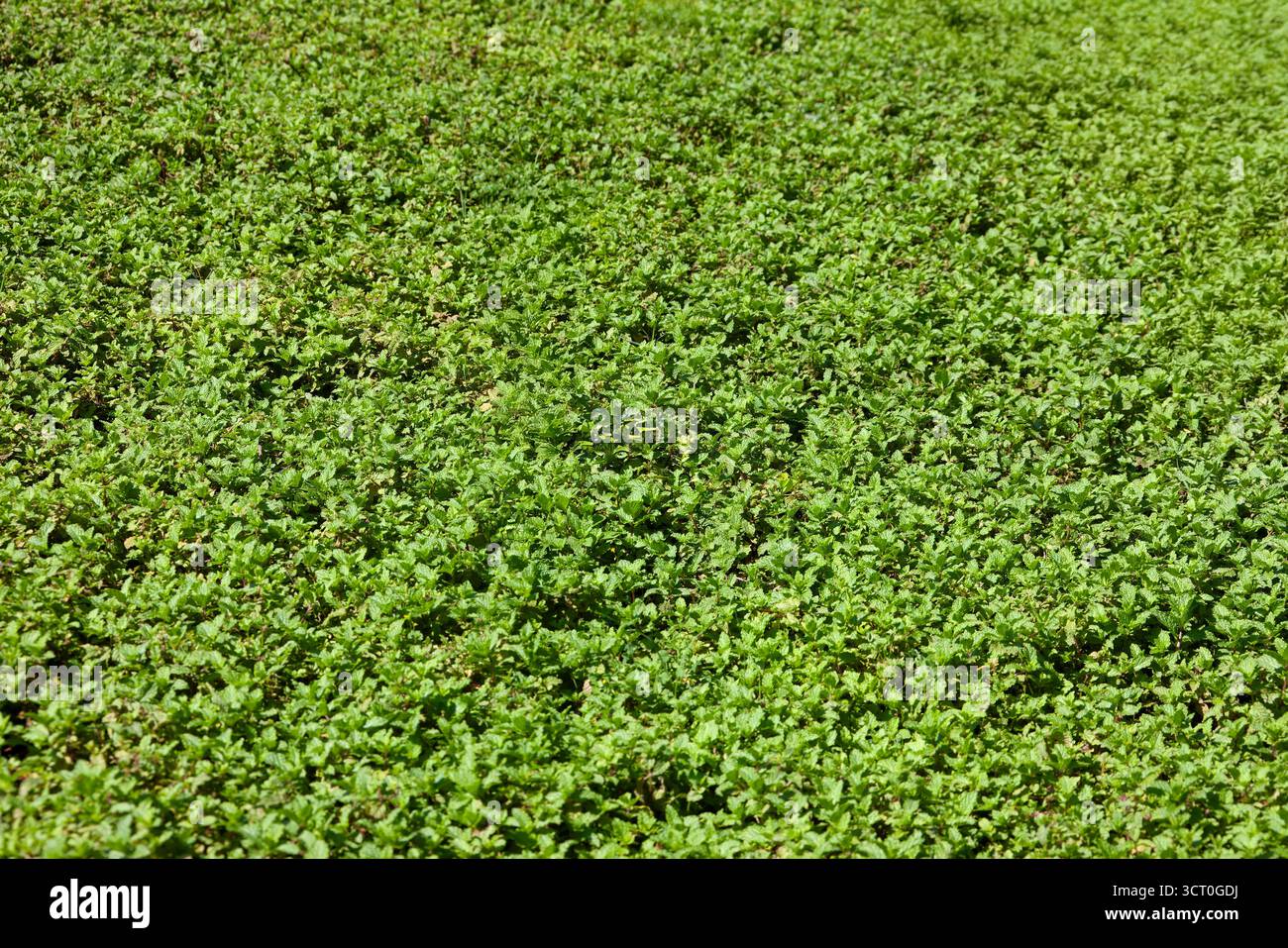 Campo di menta verde nell'agricoltura urbana, produzione agricola su piccola scala e concetto di giardinaggio comunitario Foto Stock