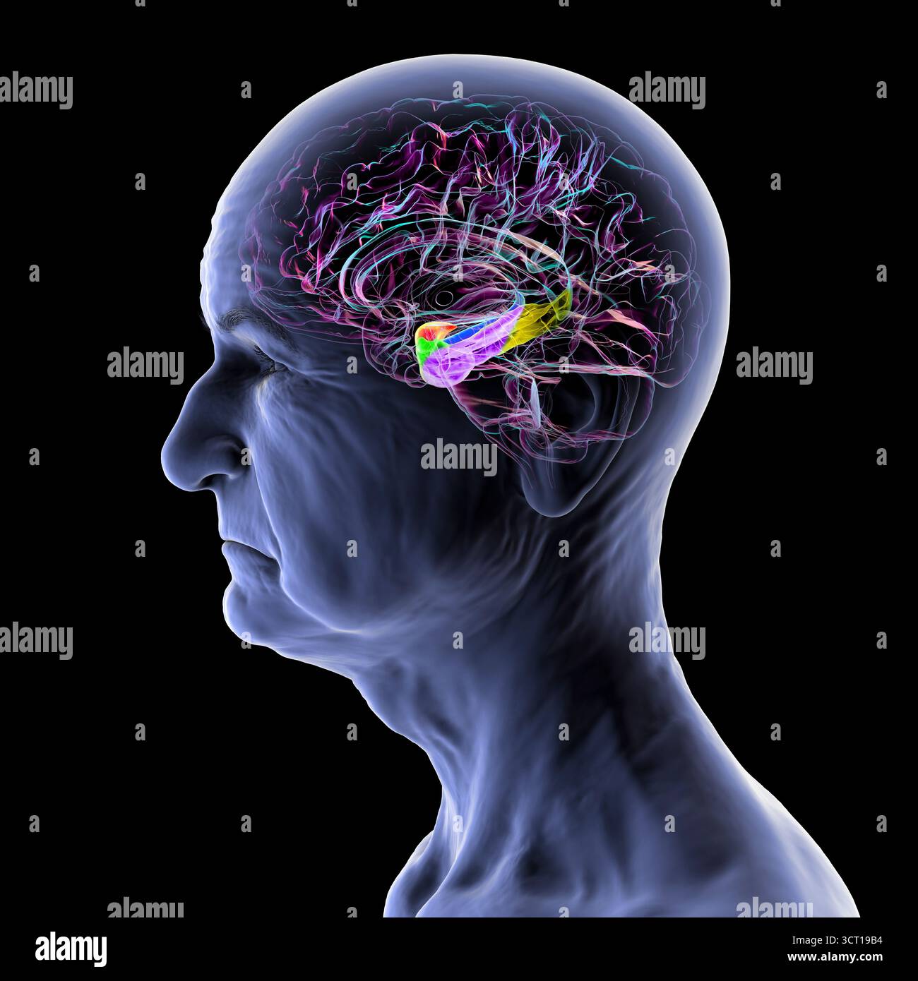 Illustrazione di una sezione centrale del cervello umano con amigdala evidenziata (rossa), ippocampo (blu), giro paraippocampale e cortici associati: Peririnale (verde), entorinale (viola) e parahippocampale (giallo). Foto Stock