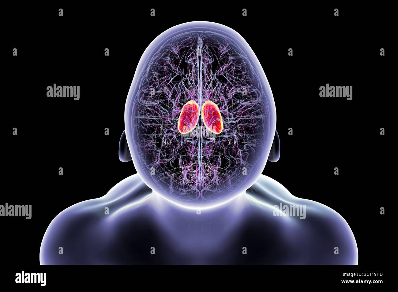 Illustrazione di un cervello umano con talamo evidenziato (rosso), che mostra le strutture di materia grigia profonda accoppiata che trasmettono i segnali sensoriali e motori alla corteccia cerebrale. Foto Stock