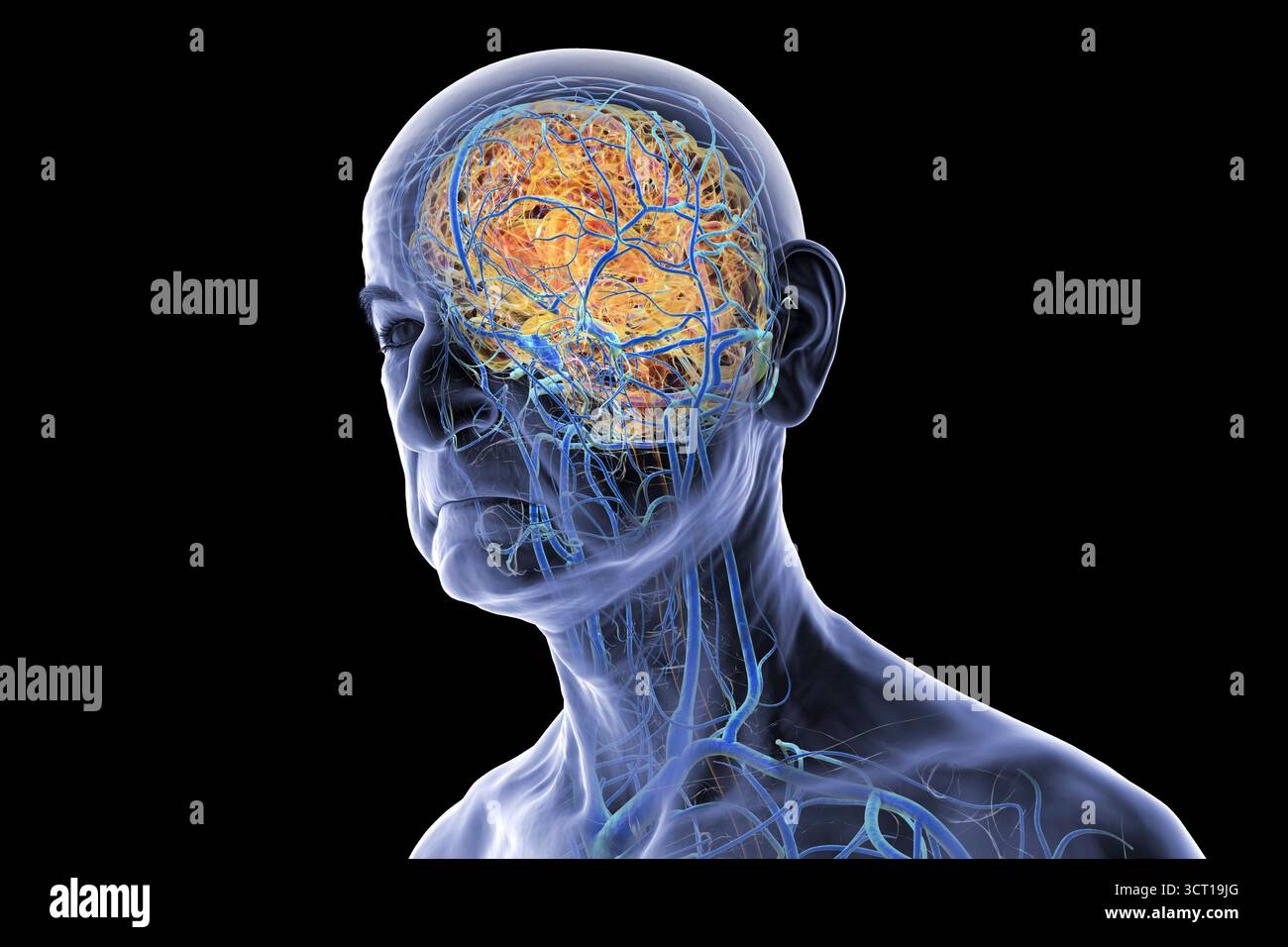 Illustrazione del sistema venoso cerebrale in una persona anziana. Foto Stock