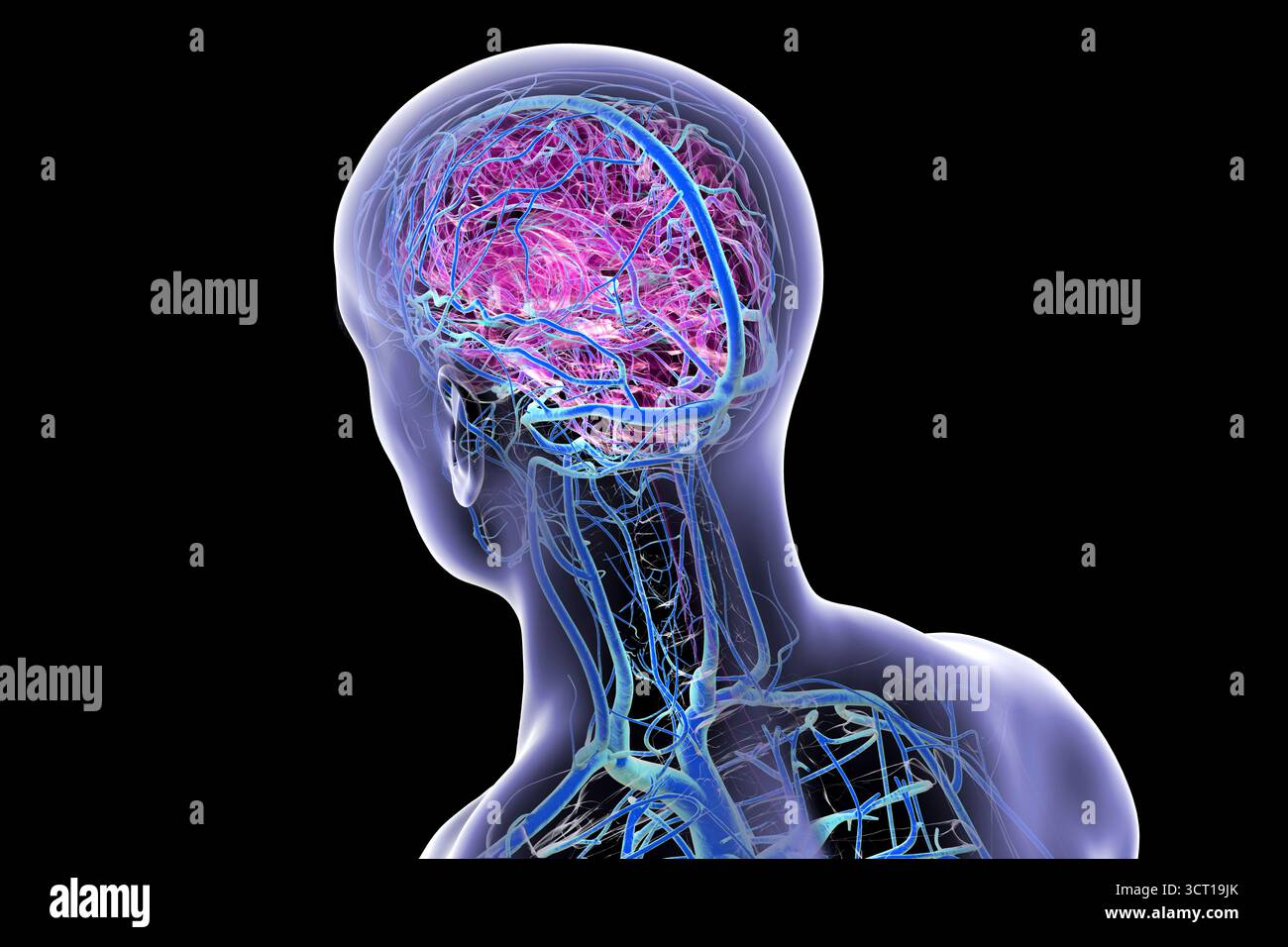 Illustrazione del sistema venoso cerebrale. Foto Stock