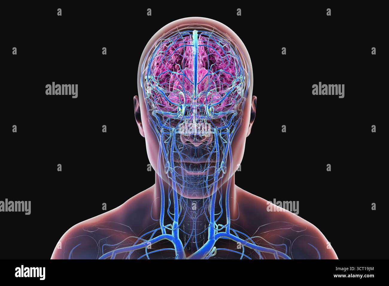 Illustrazione del sistema venoso cerebrale. Foto Stock