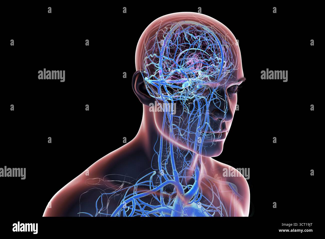 Illustrazione del sistema venoso cerebrale. Foto Stock