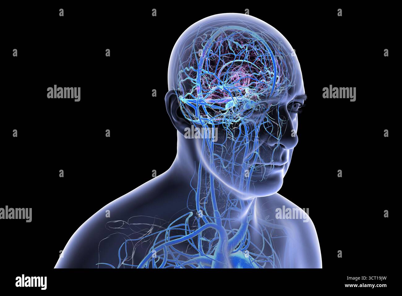 Illustrazione del sistema venoso cerebrale. Foto Stock