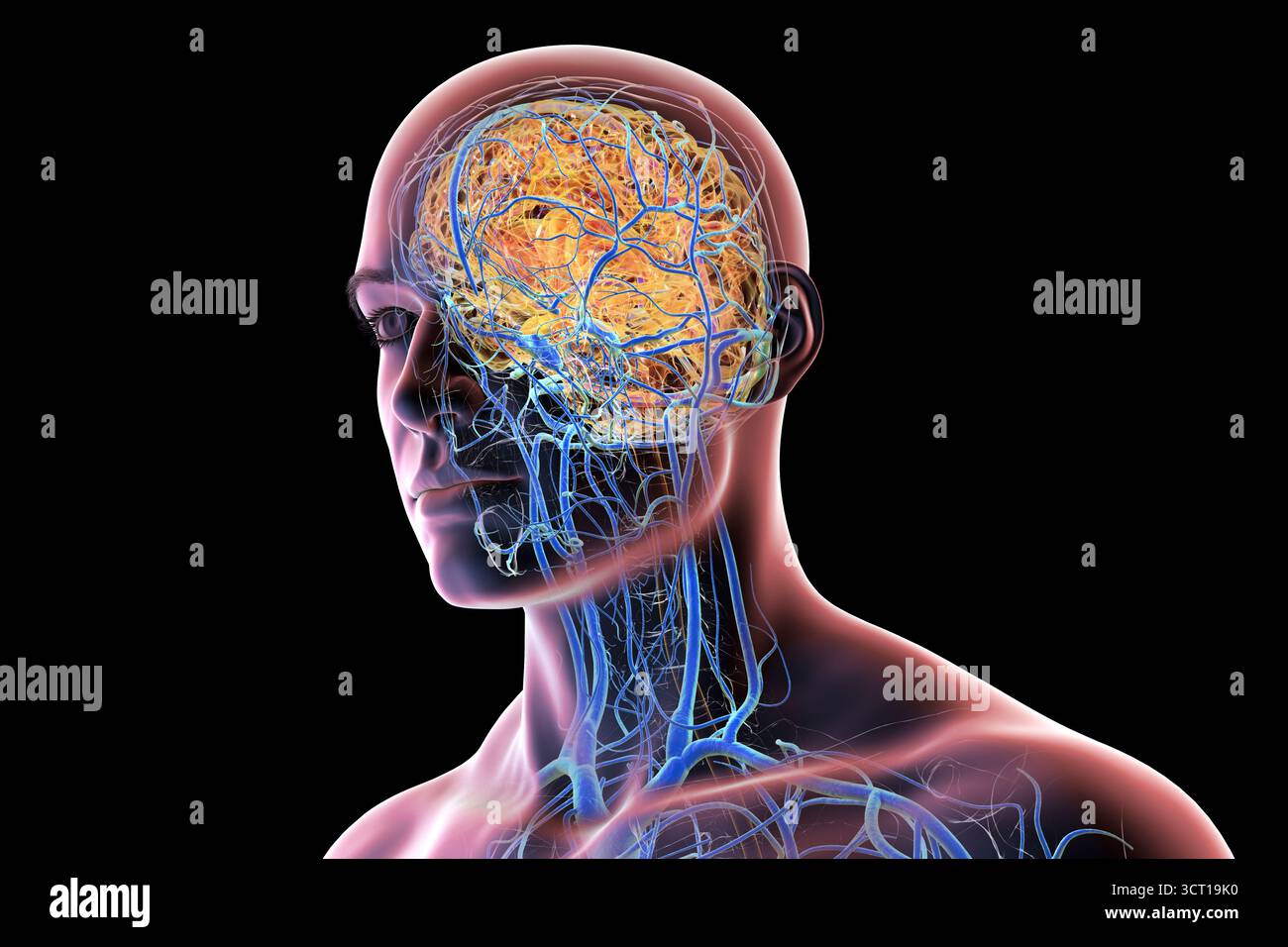 Illustrazione del sistema venoso cerebrale. Foto Stock