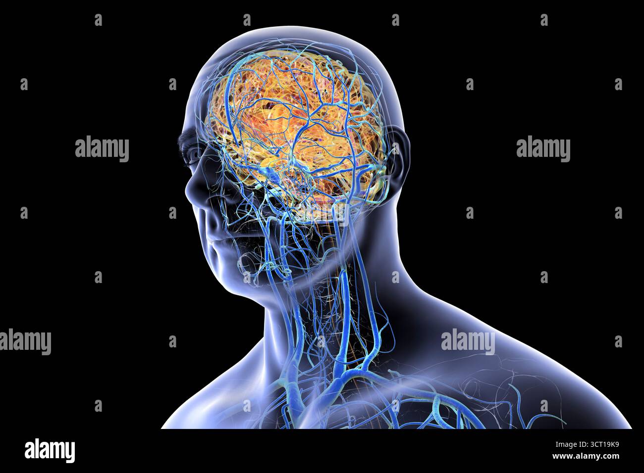 Illustrazione del sistema venoso cerebrale. Foto Stock