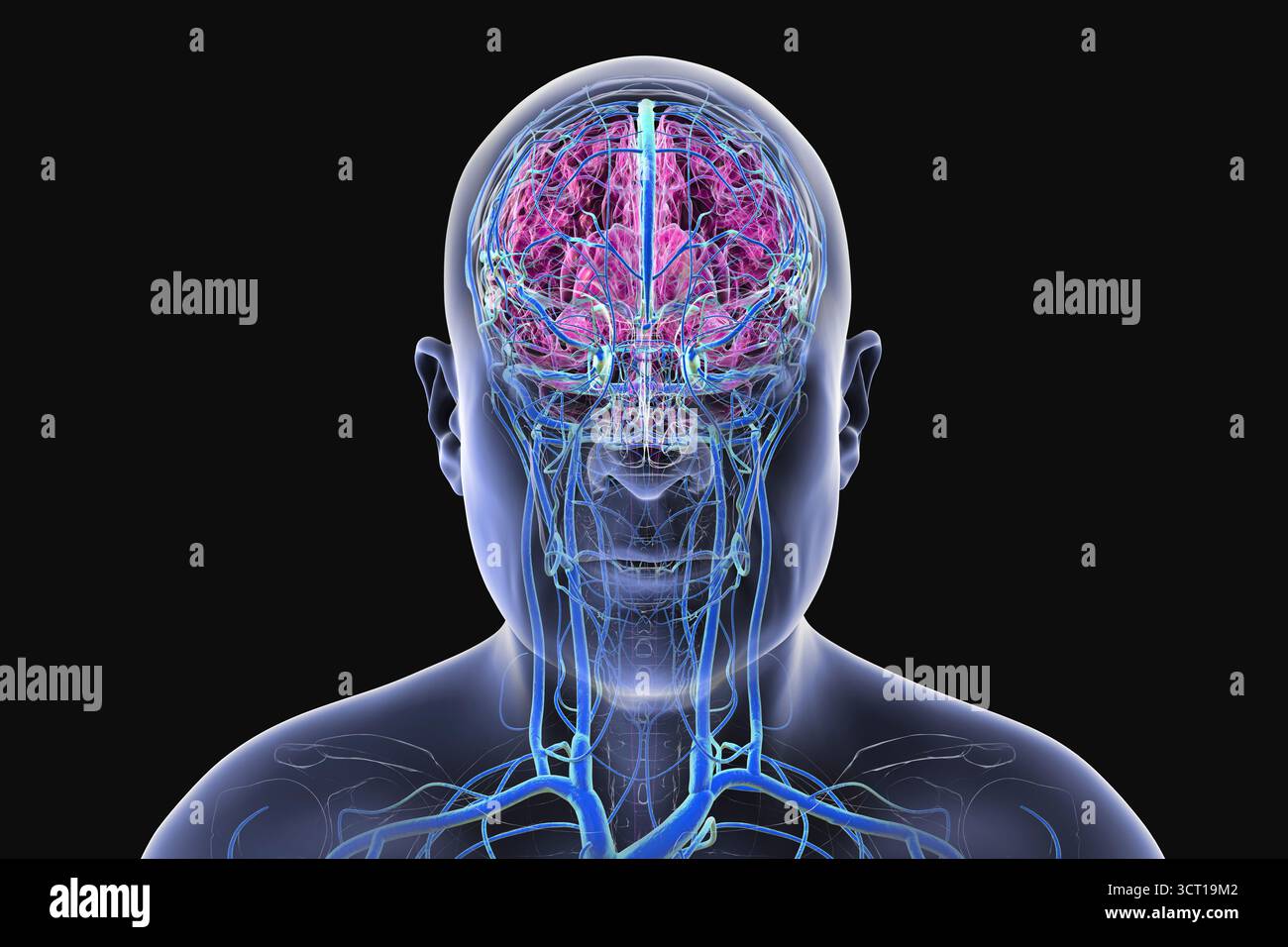 Illustrazione del sistema venoso cerebrale. Foto Stock
