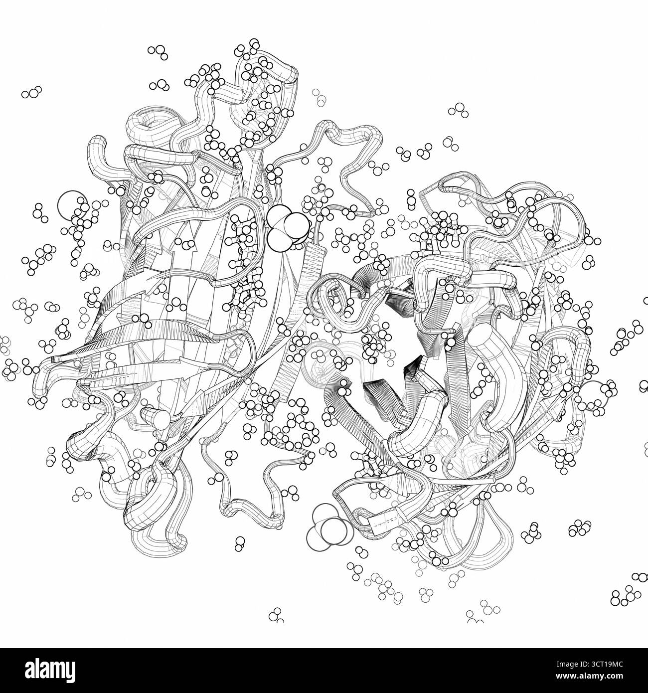 Illustrazione della struttura radiologica della streptavidina legata alla biotina a pH 2,4. La streptavidina è una proteina tetramerica nota per il suo legame straordinariamente forte con la biotina, una vitamina. La struttura rivela come le quattro subunità siano stabilizzate e resistano alla dissociazione anche in condizioni fortemente acide. La biotina si trova perfettamente all'interno di ogni subunità, formando estese interazioni che la bloccano in posizione. Comprendere questa struttura aiuta a spiegare la notevole stabilità di streptavidinâ e il suo uso diffuso nelle applicazioni biotecnologiche, come l'etichettatura molecolare, la purificazione e le tecniche di rilevamento. Foto Stock