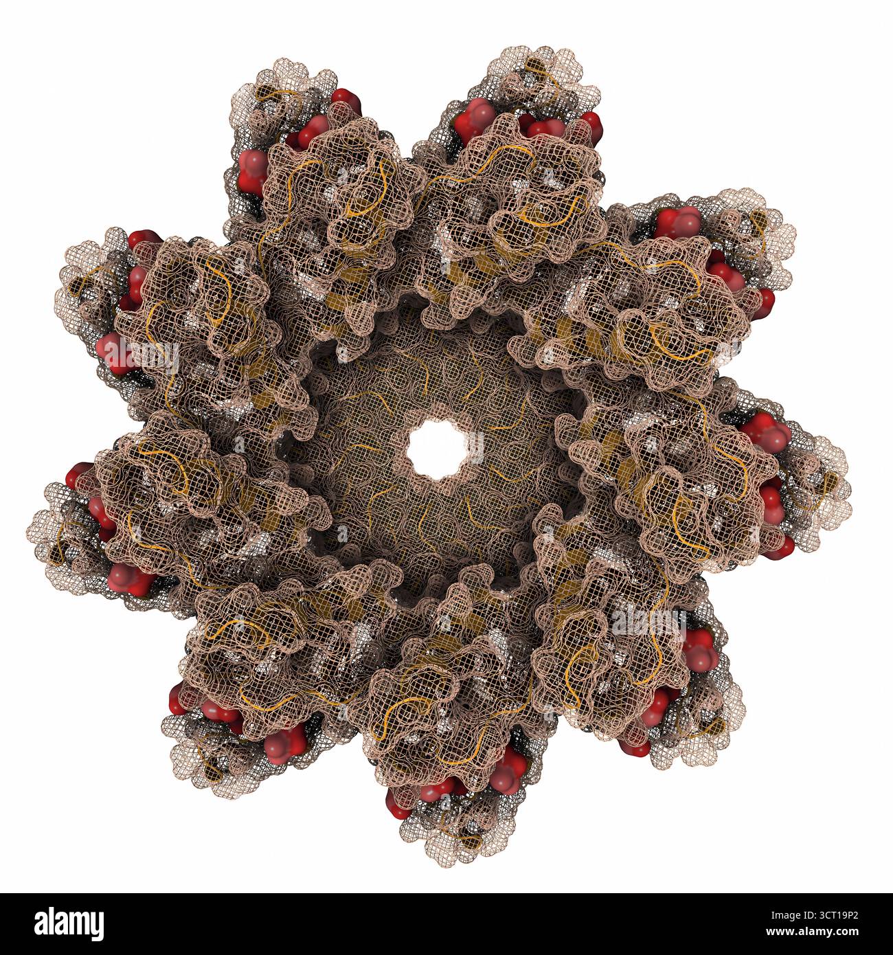 Illustrazione della struttura della micrografia crioelettronica (EM) del complesso CsgFG legato al peptide CsgAN6, evidenziando le interazioni che guidano l'assemblaggio delle fibre di curli. La struttura fornisce informazioni sui meccanismi molecolari alla base della formazione di biofilm batterico. Foto Stock