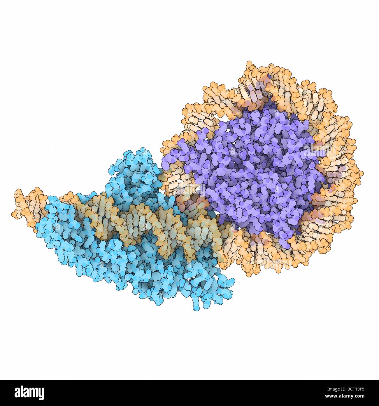 Illustrazione della struttura della micrografia crioelettronica (EM) del lievito Chd1 legata a un nucleosoma, evidenziando il distacco di DNA (acido desossiribonucleico) e i contatti con i domini SANT e SLIDE. La struttura rivela il meccanismo molecolare attraverso il quale il Chd1 ristruttura i nucleosomi per regolare l'accessibilità della cromatina. Foto Stock