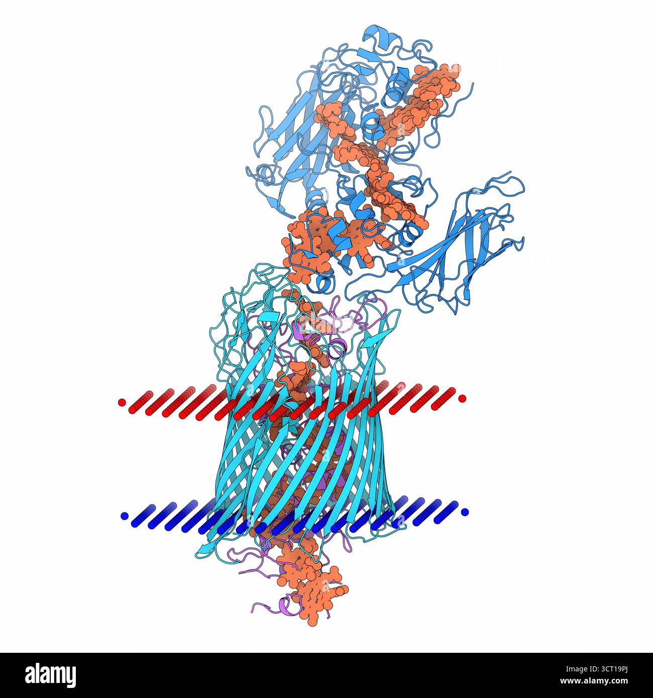 Illustrazione del complesso MtrAB con il citocromo decaeme nella membrana esterna, evidenziando il percorso per il trasferimento di elettroni. La struttura fornisce informazioni su come i batteri trasportano gli elettroni attraverso il loro involucro cellulare. Foto Stock