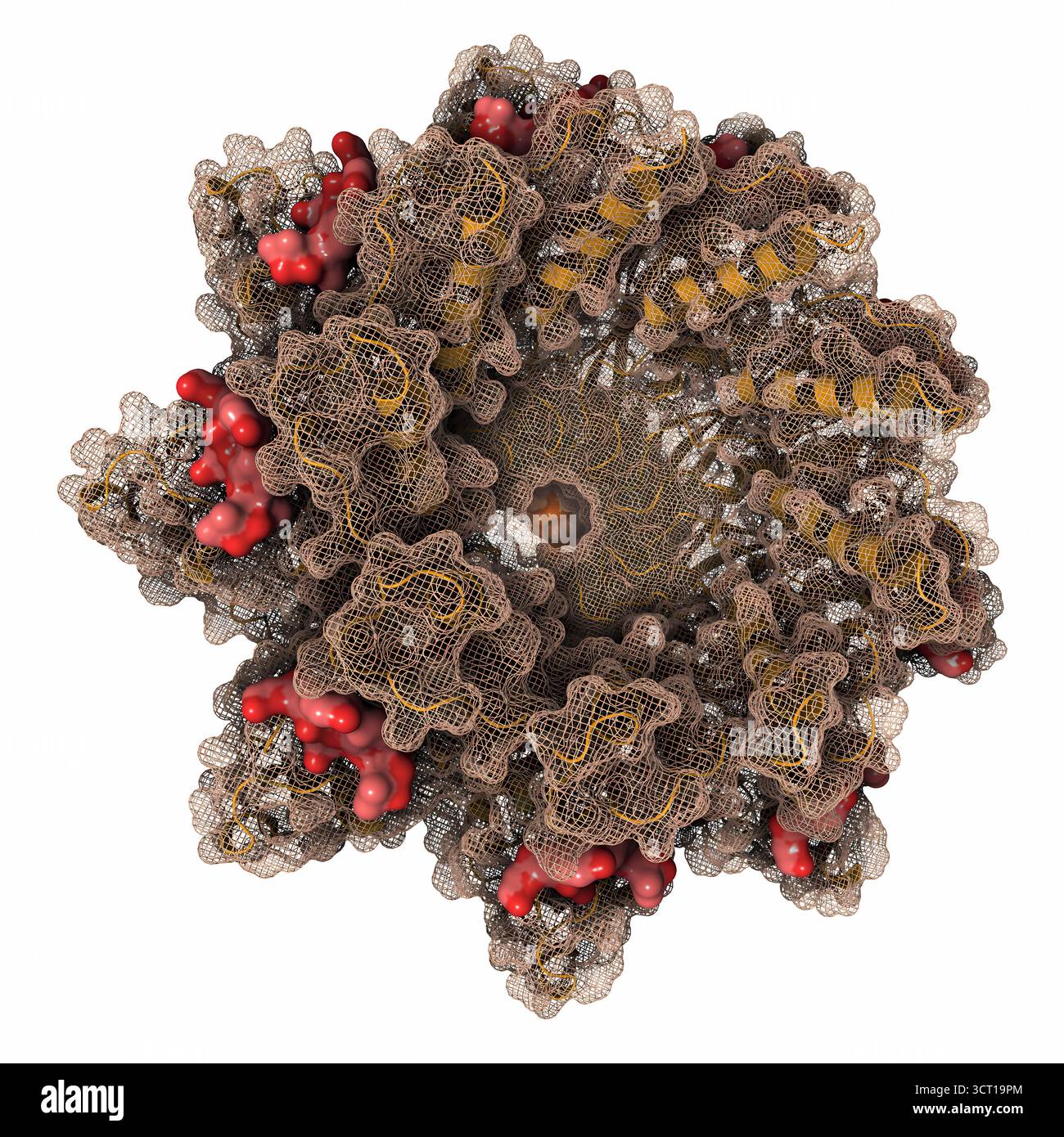 Illustrazione della struttura della micrografia crioelettronica (EM) del complesso CsgFG legato al peptide CsgAN6, evidenziando le interazioni che guidano l'assemblaggio delle fibre di curli. La struttura fornisce informazioni sui meccanismi molecolari alla base della formazione di biofilm batterico. Foto Stock