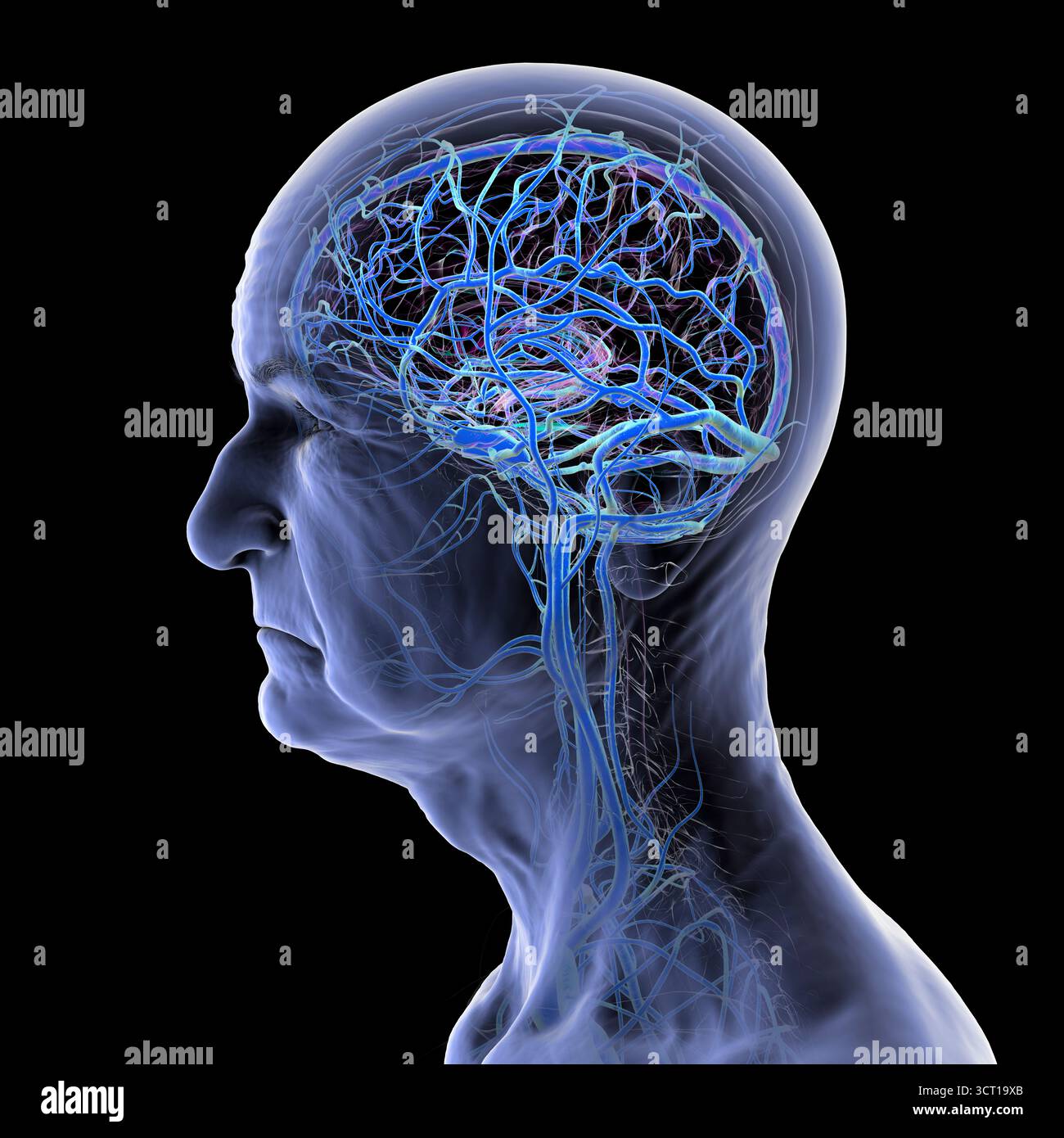 Illustrazione del sistema venoso cerebrale in una persona anziana. Foto Stock