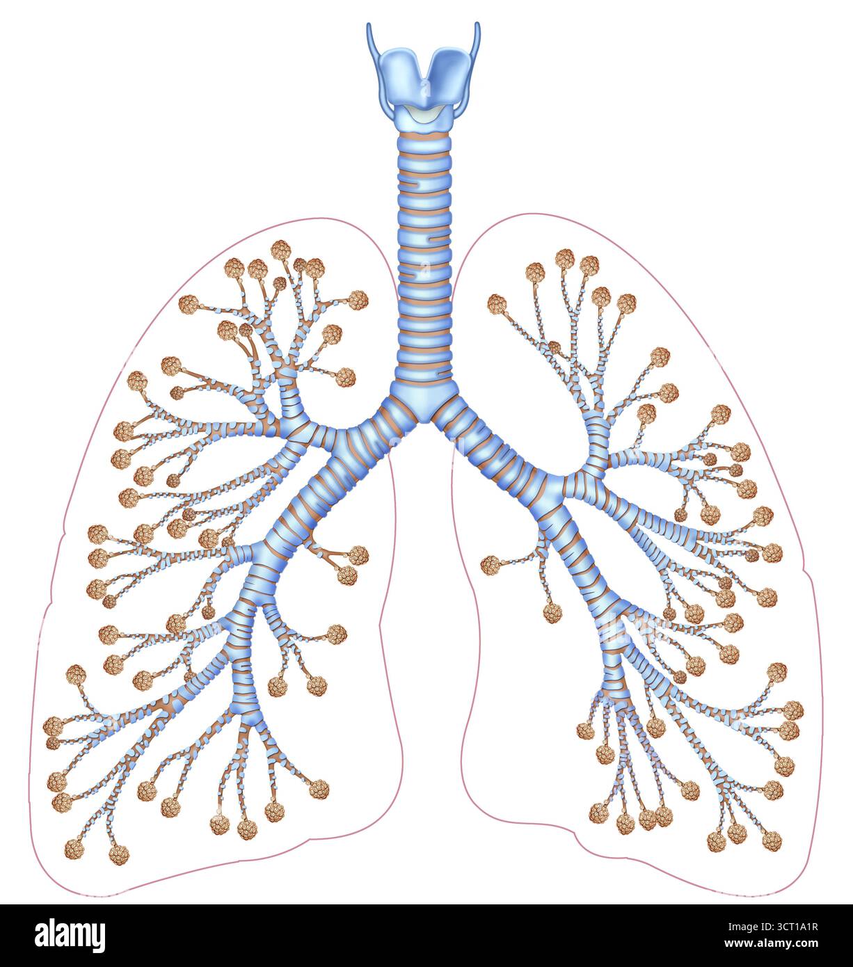 Ramificazione dell'albero bronchiale, illustrazione. La divisione dei bronchi inizia quando la trachea si separa in due bronchi principali, che a loro volta si diramano in bronchi più piccoli all'interno dei polmoni, continuando in bronchioli che culminano negli alveoli, dove avviene lo scambio di gas. Questo sistema forma l'"albero bronchiale", una rete complessa che distribuisce l'aria a tutte le aree del polmone. Foto Stock