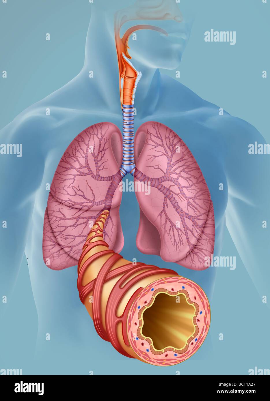Immagine di un ramo bronchiale che esce dal polmone in primo piano. I rami bronchiali sono le principali vie respiratorie nei polmoni. Descrive la diramazione della trachea in bronchi primari, che a loro volta si dividono in bronchi secondari e, successivamente, in bronchioli più piccoli. Foto Stock