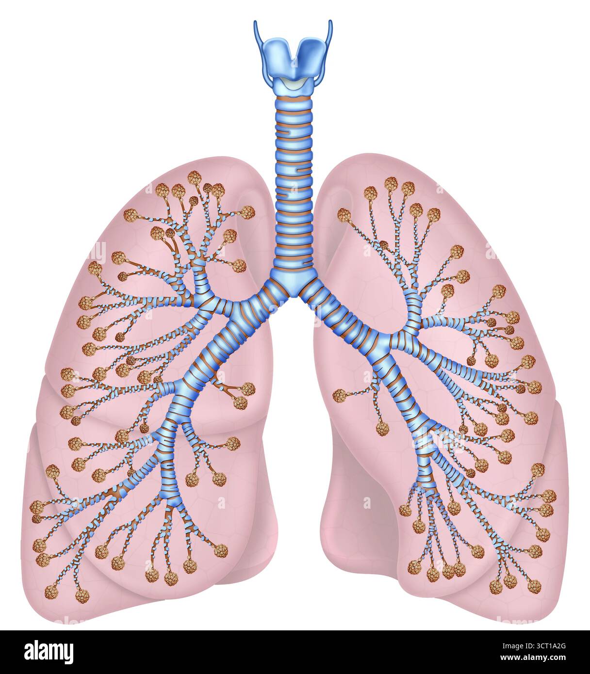 Illustrazione dell'albero bronchiale e dei polmoni. Al centro la trachea si bifurca in due bronchi principali, che si diramano in bronchi secondari e bronchioli, che alla fine portano agli alveoli polmonari. Foto Stock