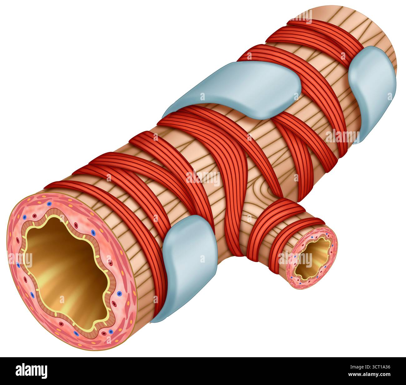 L'illustrazione del bronchiolo, un componente chiave del sistema respiratorio, è formata da anelli di cartilagine ialina. La presenza di questa cartilagine nei bronchi garantisce l'integrità strutturale, facilitando così il passaggio dell'aria nei polmoni. Sottolinea anche l'importanza della muscolatura liscia bronchiale. Foto Stock