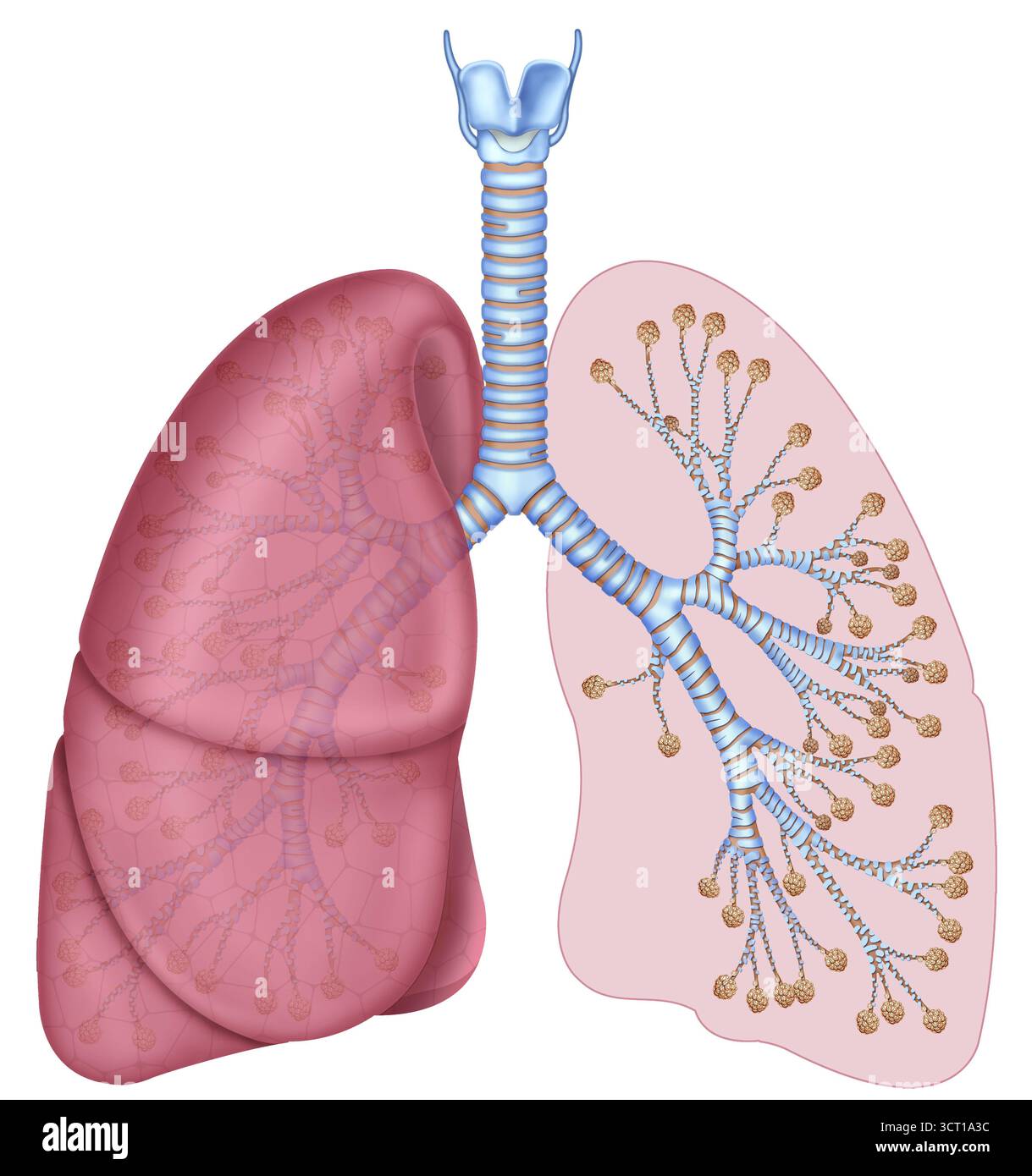 Illustrazione dell'albero bronchiale e dei polmoni. Al centro la trachea si bifurca in due bronchi principali, che si diramano in bronchi secondari e bronchioli, che alla fine portano agli alveoli polmonari. Foto Stock