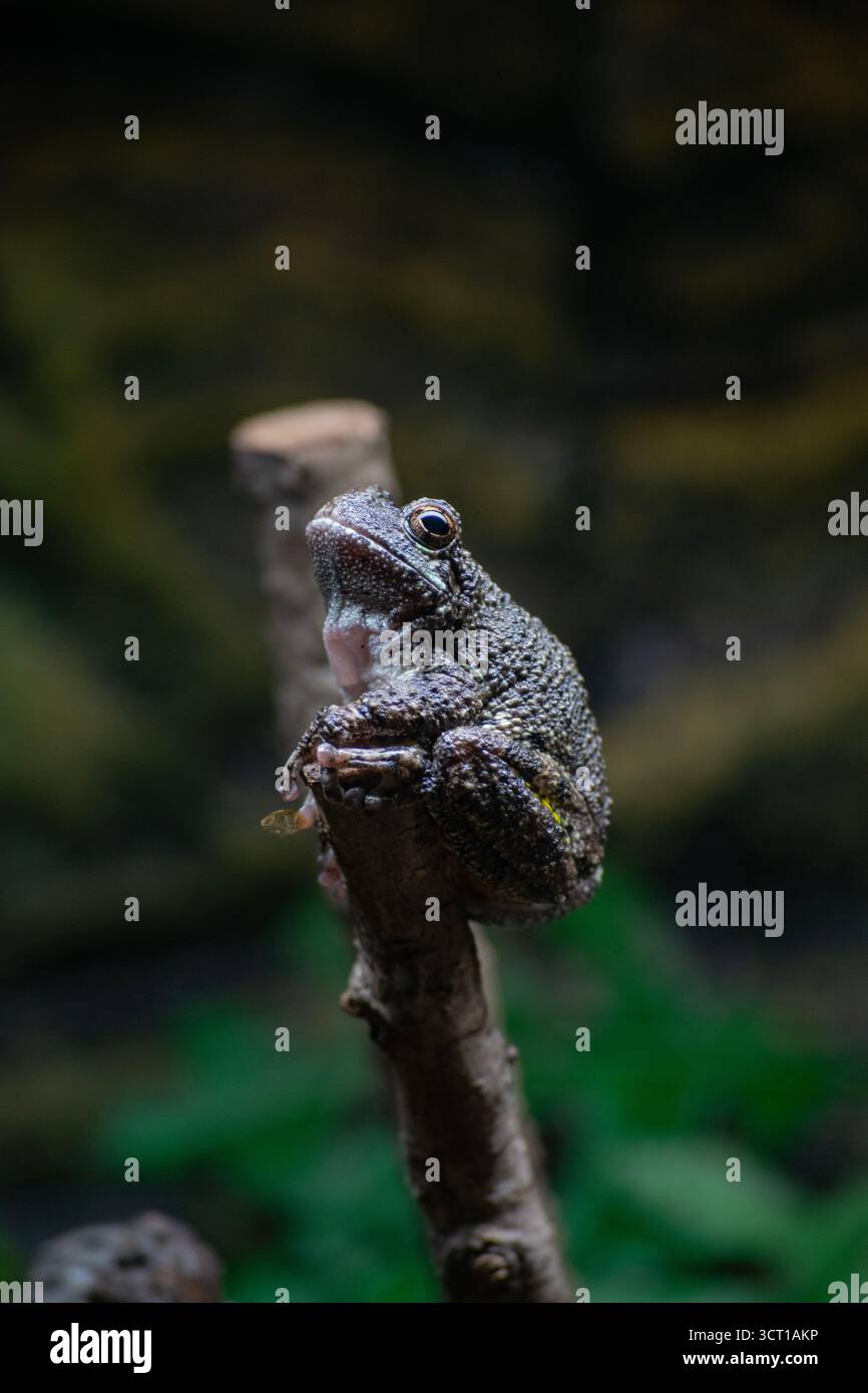 Una rana grigia comune. Foto Stock