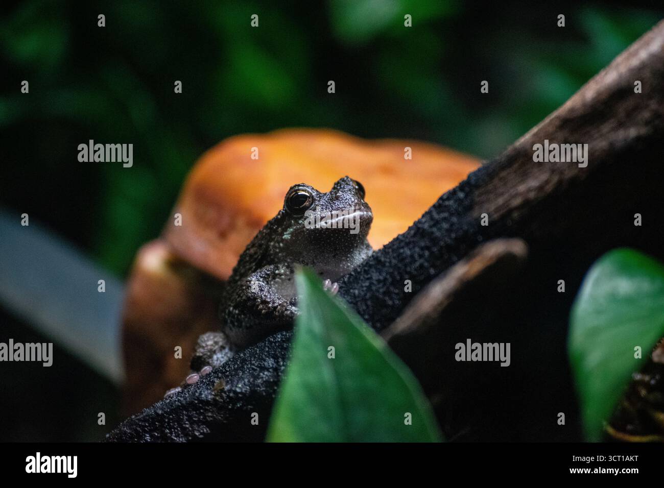 Una rana grigia comune. Foto Stock